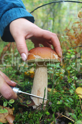 hand with knife cutting off beautiful cep in the forest
