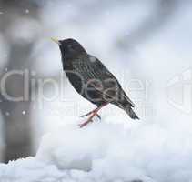 blackbird in the winter
