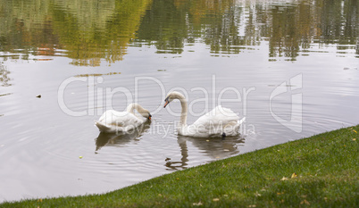 white swan in the morning in a lake