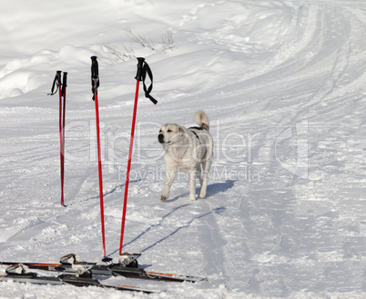 dog and skiing equipment on ski slope at nice day