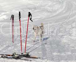 dog and skiing equipment on ski slope at nice day
