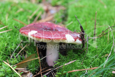 beautiful mushroom of russula