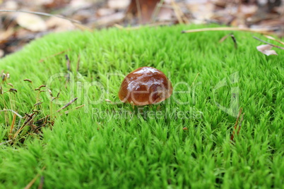 mushroom with brown cap in the moss