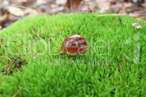mushroom with brown cap in the moss