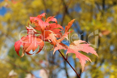red leaves hanging on the tree