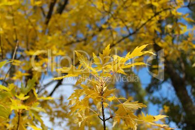 yellow autumn leaves on the tree