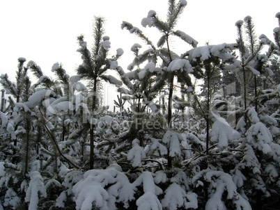 winter landscape in the forest