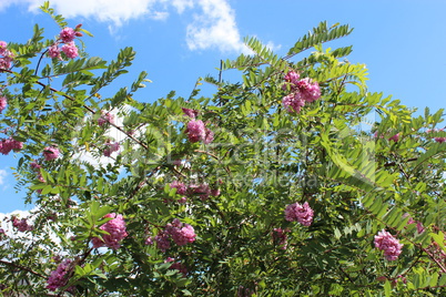 pink flowers of blossoming acacia