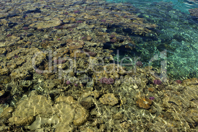 ägypten korallenriff mit einer tollen farbenpracht
