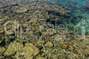 ägypten korallenriff mit einer tollen farbenpracht