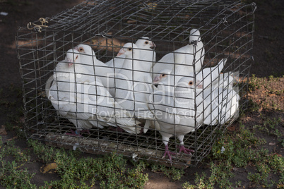 dove white pigeons