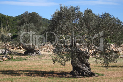 alter olivenbaum