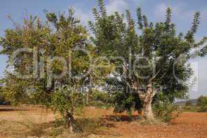 granatapfel- und johannisbrotbaum auf ibiza