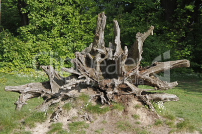 wurzel eines alten umgestürzten baumes