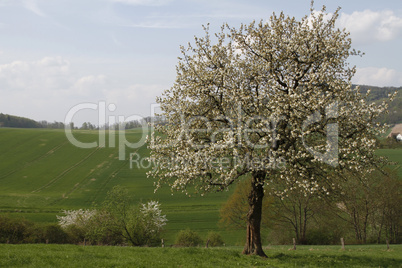 kirschbaum