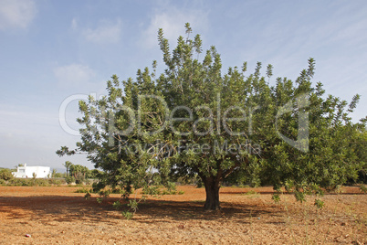 johannisbrotbaum auf ibiza