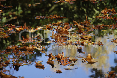 herbstlaub im wasser