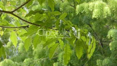 Wind blowing gently at the leaves on a tropical tree. (TREE LEAVES--1)