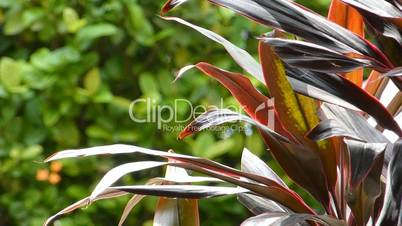 Close-up view of Cordyline fruticosa plant. (TREE LEAVES--5A)