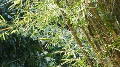 A well grown cluster of bamboo plants (BAMBOO--1B)