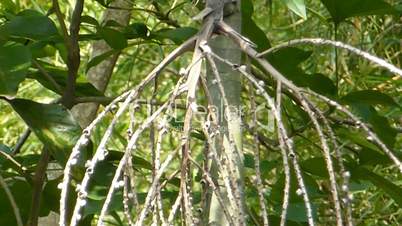 Close-up view of mangrove trees. (TREE AND PLANT--1)