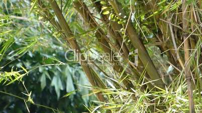 A well grown cluster of bamboo plants (BAMBOO--2D)