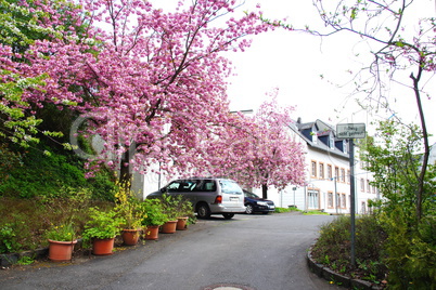 kleine straße in wittlich