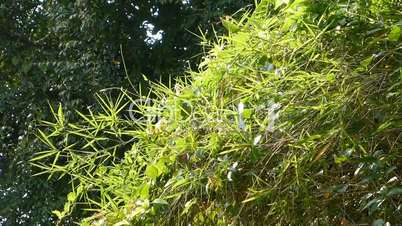 A cluster of fine leaves bamboo plants(BAMBOO--3b)