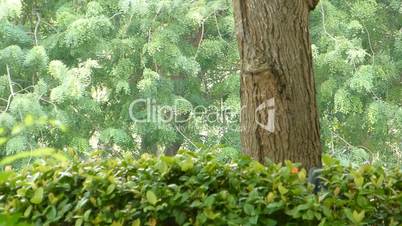 Tropical plant and trees with green leaves (TREE-2)