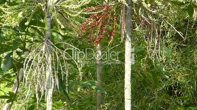 Carpentaria Palm with ripe seeds hanging on trunk. (TREES--4b)