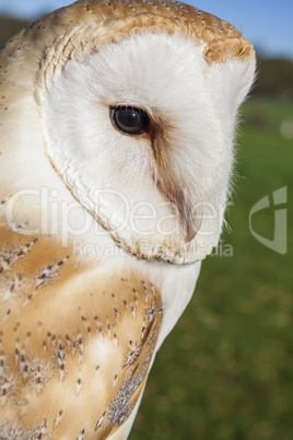 barn owl