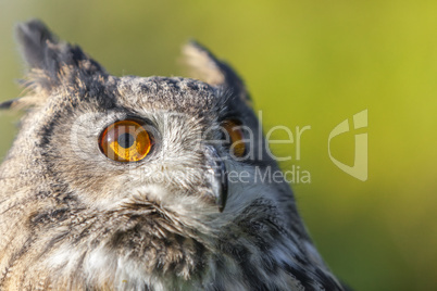 European eagle owl