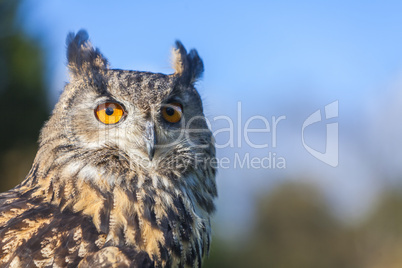 european eagle owl