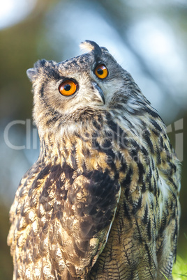 european eagle owl