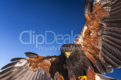 harris hawk