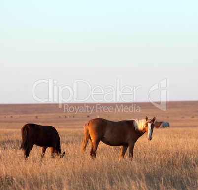 two horses grazing in evening pasture