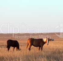 two horses grazing in evening pasture