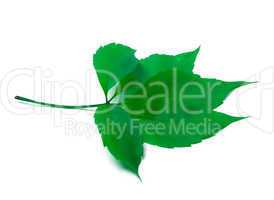 green virginia creeper leaves on white background