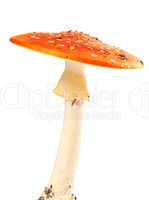 fly agaric (amanita muscaria) isolated on white background