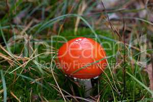 amanita muscaria mushroom in moss