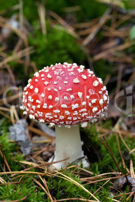 fly agaric (amanita muscaria) in moss