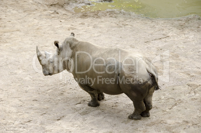 white rhinoceros, ceratotherium simum