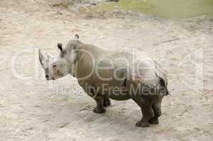 white rhinoceros, ceratotherium simum