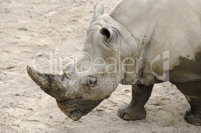 white rhinoceros, ceratotherium simum