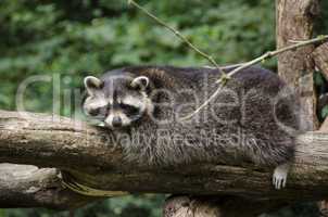 raccoon, procyon lotor