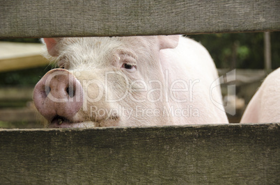curious pig looking through fence