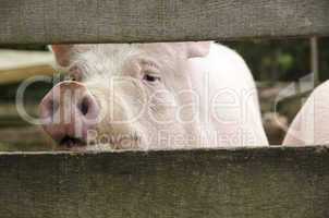 curious pig looking through fence