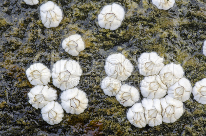 barnacles on a rock