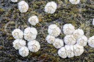 barnacles on a rock