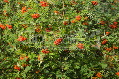 sorbus aucuparia, rowan or mountain-ash